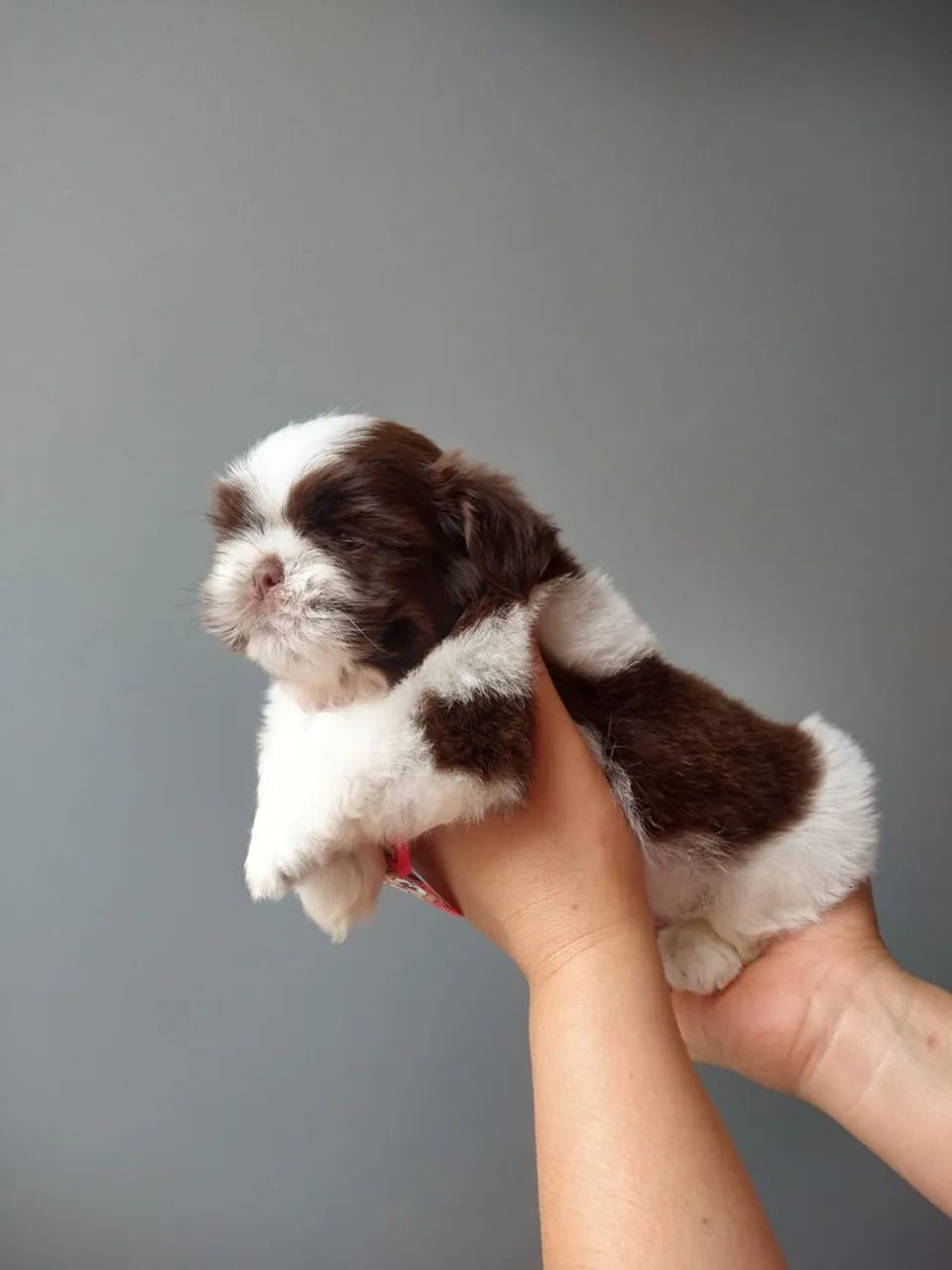 Shitzu Mini - Foto 5