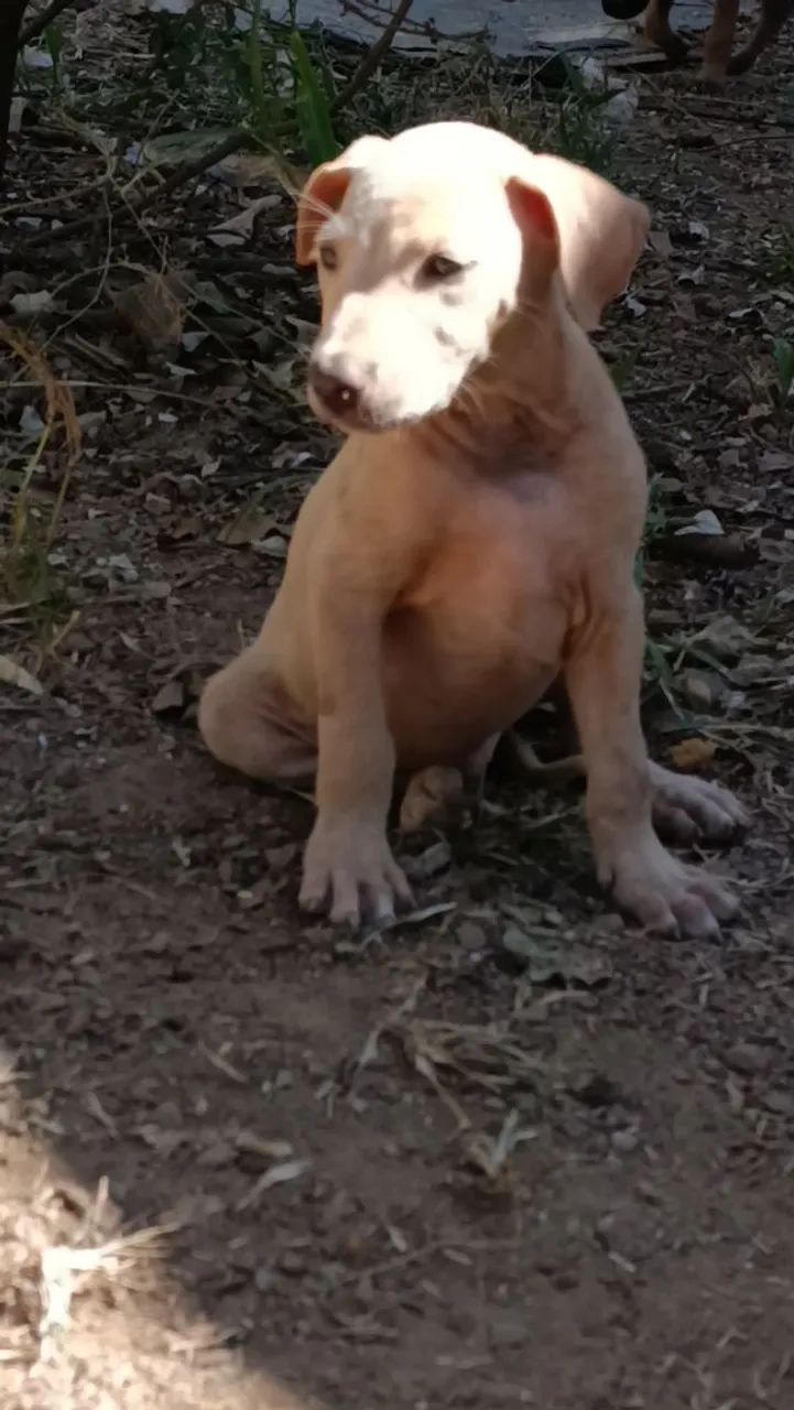 Filhotes de Cães para caca  - Foto 4