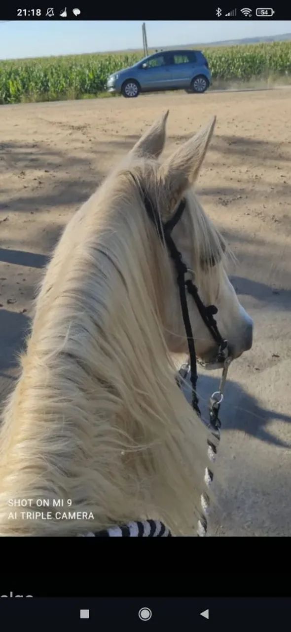 Égua VENDO E TROCO - Foto 2