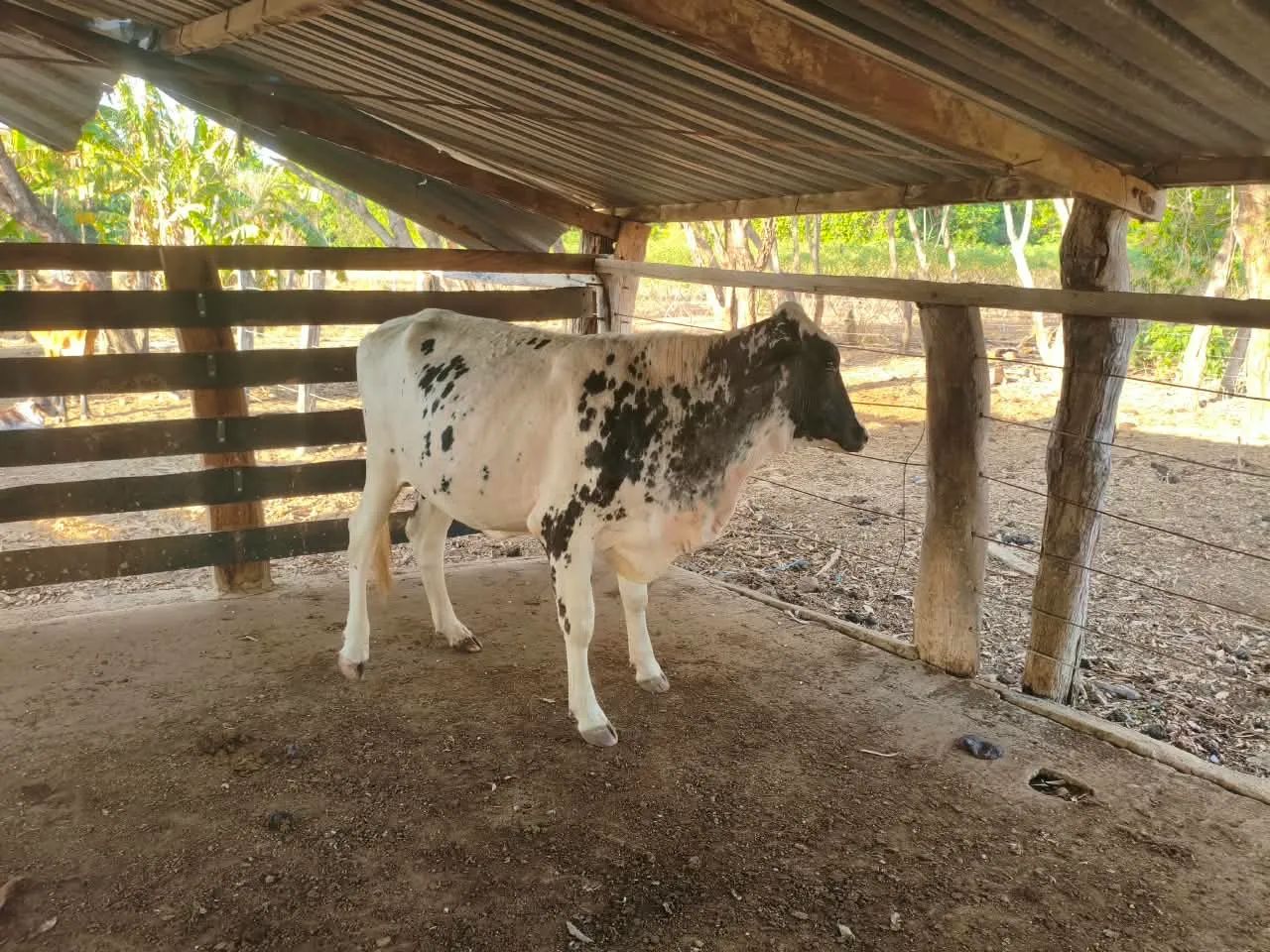Vendo Novilhas e Vacas leiteiras  - Foto 4