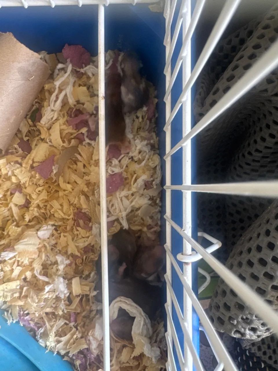 Hamster  - Foto 5