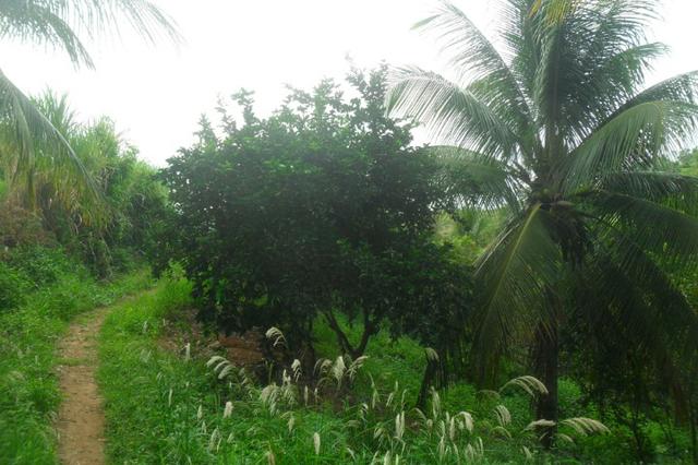 Fazenda 35 alqueires em colatina - Foto 20
