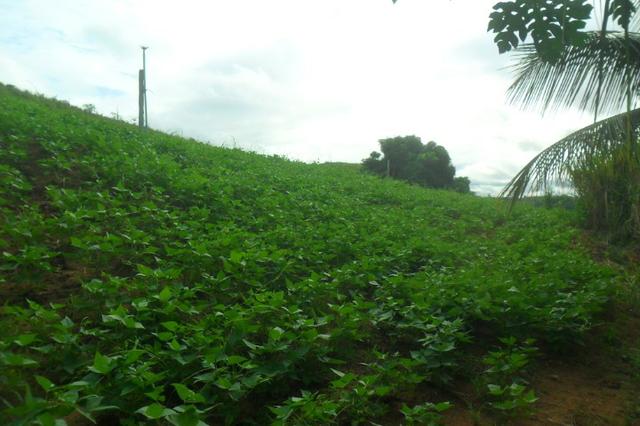 Fazenda 35 alqueires em colatina - Foto 15