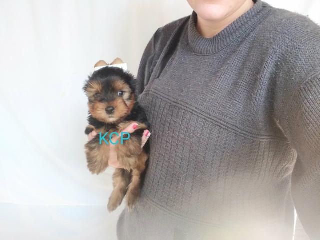Yorkshire mini PRO MO CÃO