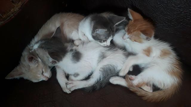 Gatinhos - Foto 2