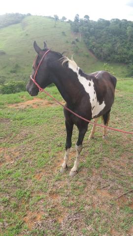 Cavalo Pampa de preto - Foto 2