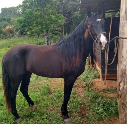 Cavalo - Foto 2