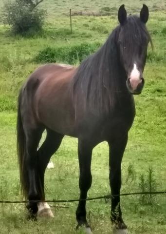 Cavalo - Foto 4