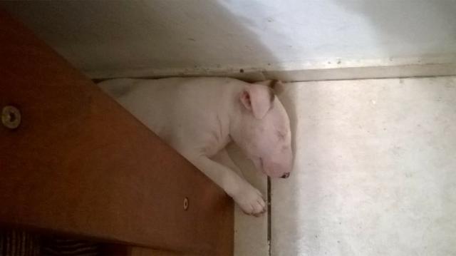 Bela Filhote de Bull Terrier Inglês - Foto 3