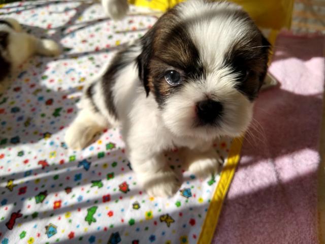 Filhotes de Shih Tzu - Foto 6