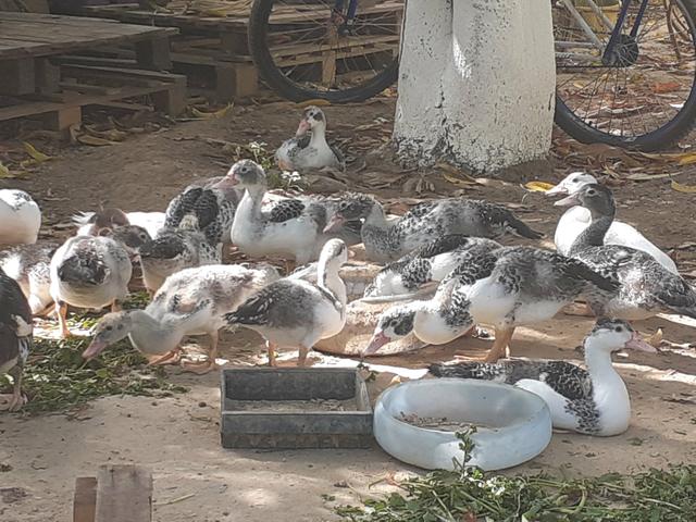 Ovos 100% galados, Pintos de capoeira, Patos gamesa - Foto 5