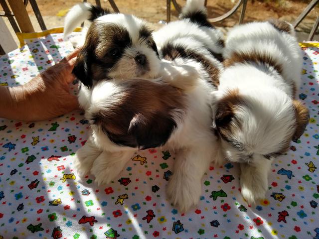 Filhotes de Shih Tzu - Foto 5