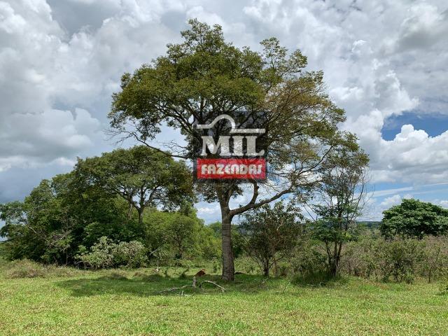 Fazenda 43 Alqueires ( 208 hectares ) Bonfinópolis-GO - Foto 17