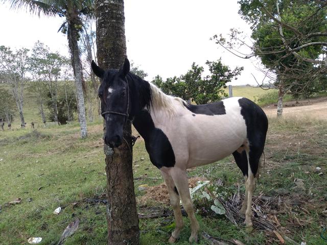 Cavalo Mangalarga Pampo de preto