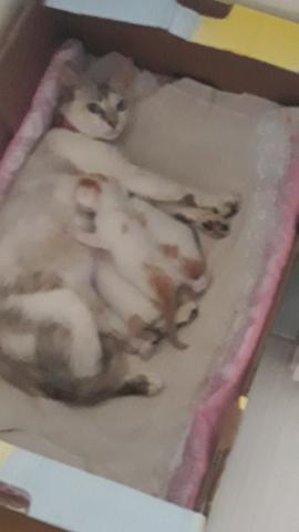 Adoção Responsável,Gata Angorá x Siamês - Foto 3