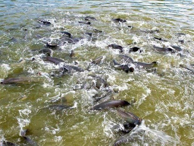 Alugo Chácara em Cuiabá , moradia ou investimentos preço bom - Foto 2