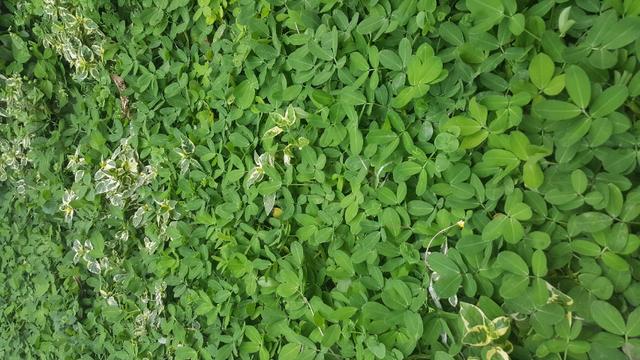 Venda de grama e constrição de jardins