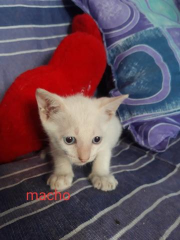 Filhotes de gato - Foto 2