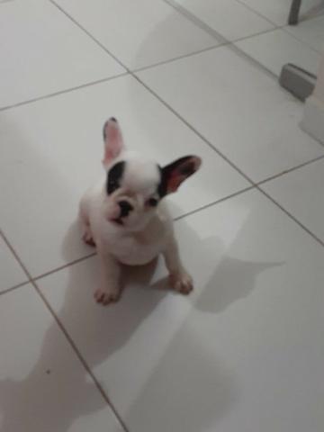 Cachorra bulldog francês