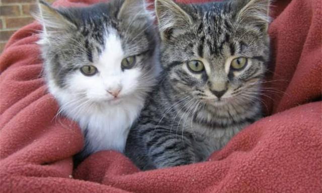 Doou 2 gatos filhotes
