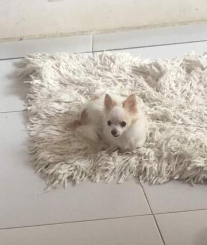 Lindo Chihuahua zero - Foto 3