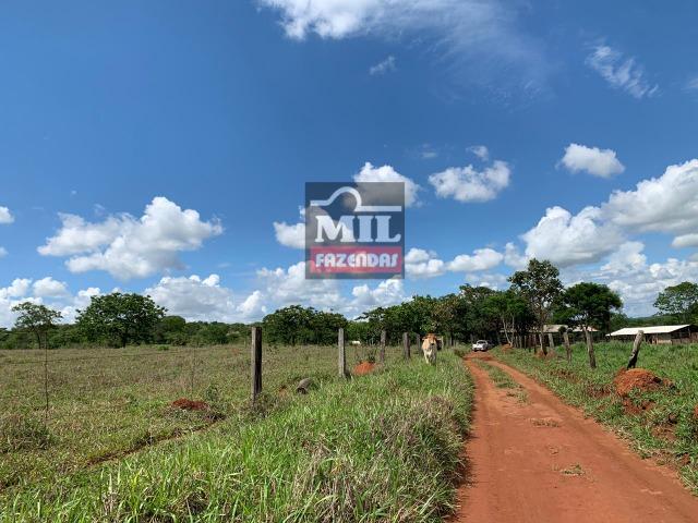 Fazenda 43 Alqueires ( 208 hectares ) Bonfinópolis-GO - Foto 11