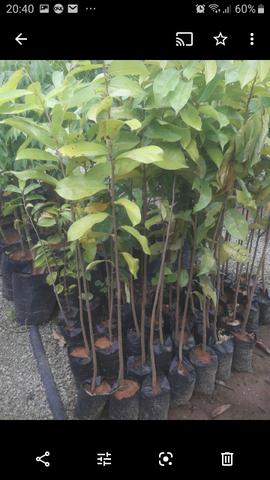 Plantas enxertadas de várias espécies - Foto 6