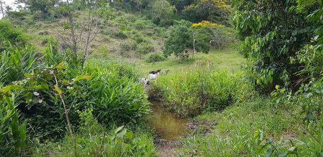 Fazenda 590,48 hectares no Leste de Minas na Região da sudene - Foto 16