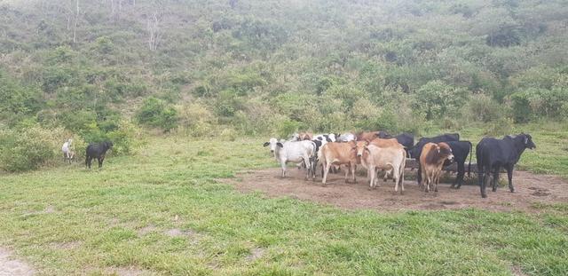 Fazenda 590,48 hectares no Leste de Minas na Região da sudene - Foto 9