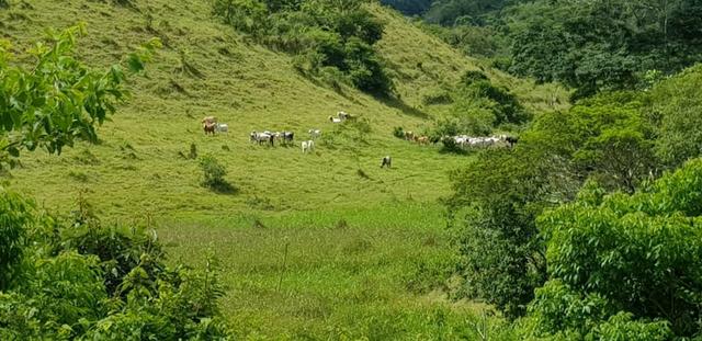 Fazenda 590,48 hectares no Leste de Minas na Região da sudene - Foto 15