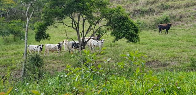 Fazenda 590,48 hectares no Leste de Minas na Região da sudene - Foto 18