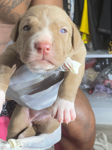Filhotes de Pit Bull - Foto 4