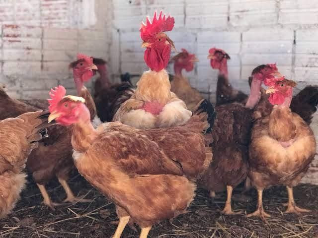 Pintinhos Label Rouge Raça pura ( Boa para Ovos e Carne)