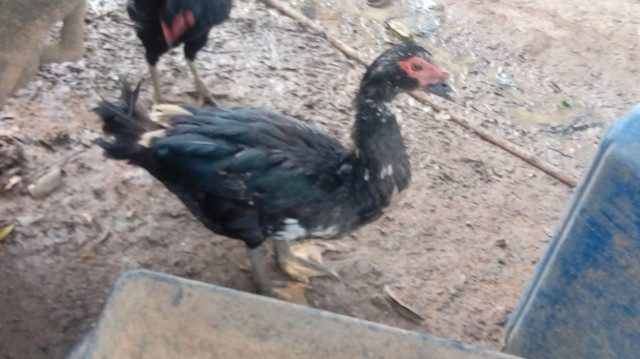 Vende-se patos - Foto 2