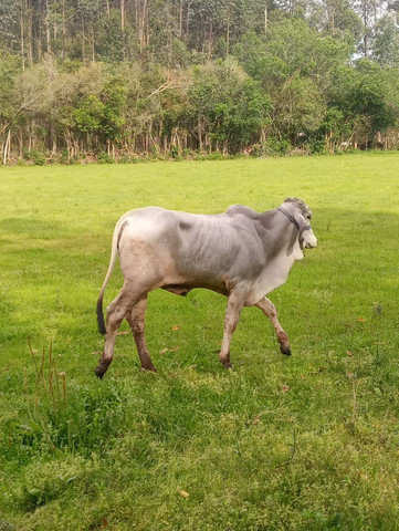 Tourinho Manso