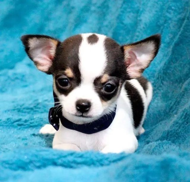 Para você que ama bbs de Chihuahuas, temos fêmeas e machinhos!!!  - Foto 2