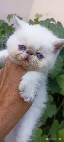 Gatos Persa Himalaio disponíveis - Foto 4