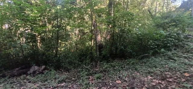 Sitio - Chácara - Área de terras São Francisco De Paula - Foto 5