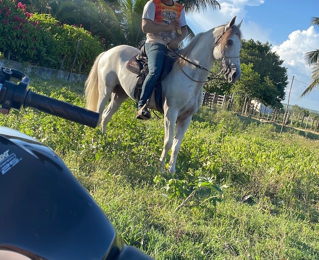 Vendo  este cavalo 