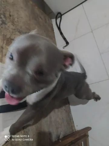 american  bully macho disponível 