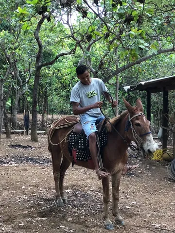 cavalo pulador pantanal falado 