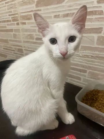 Gato para adoção 
