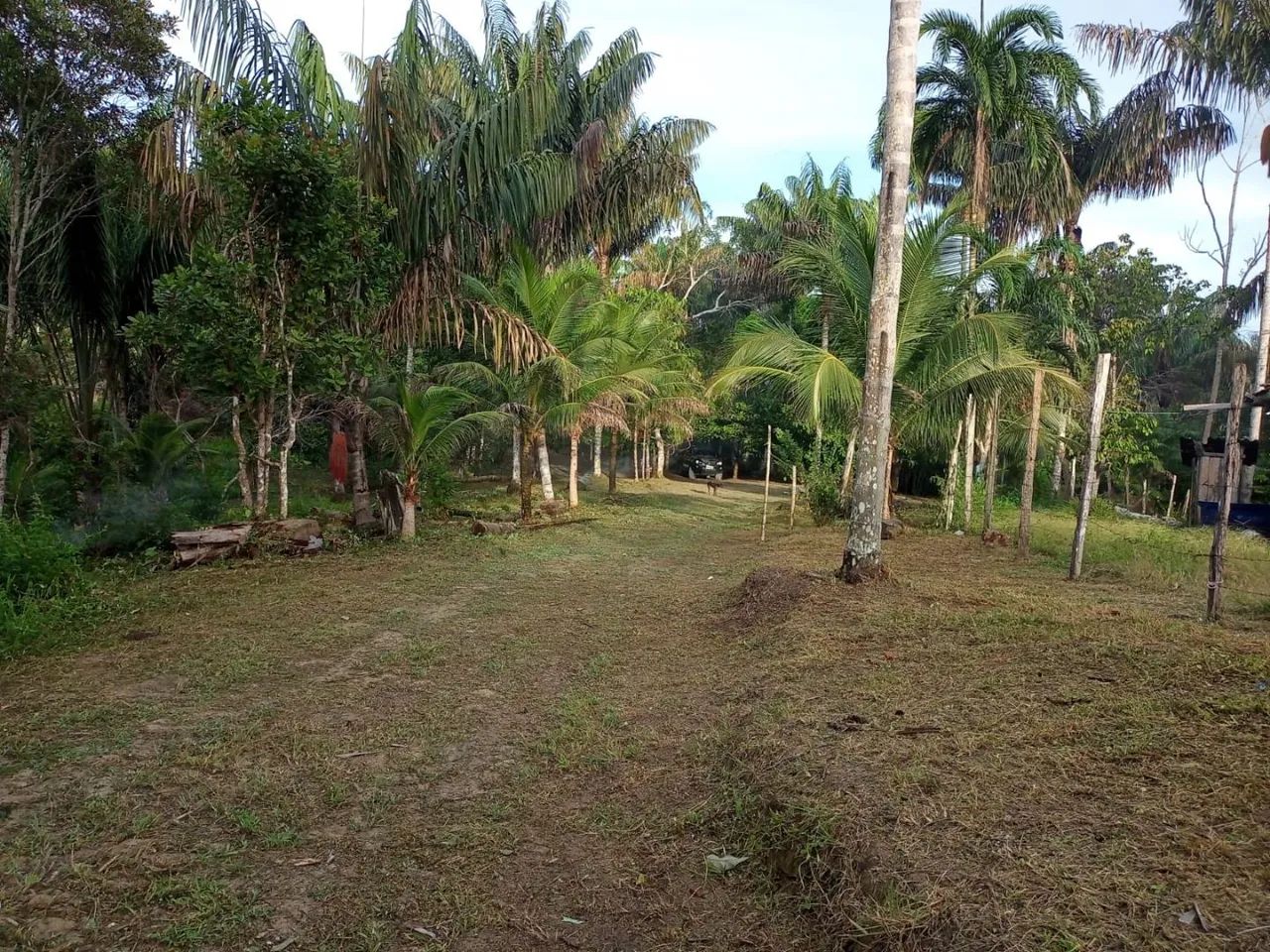 Sítio no Brasileirinho - Terrenos, sítios e fazendas - Novo Aleixo, Manaus  1317651055 | OLX