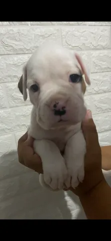 Boxer filhote branco  +39 anúncios na OLX Brasil