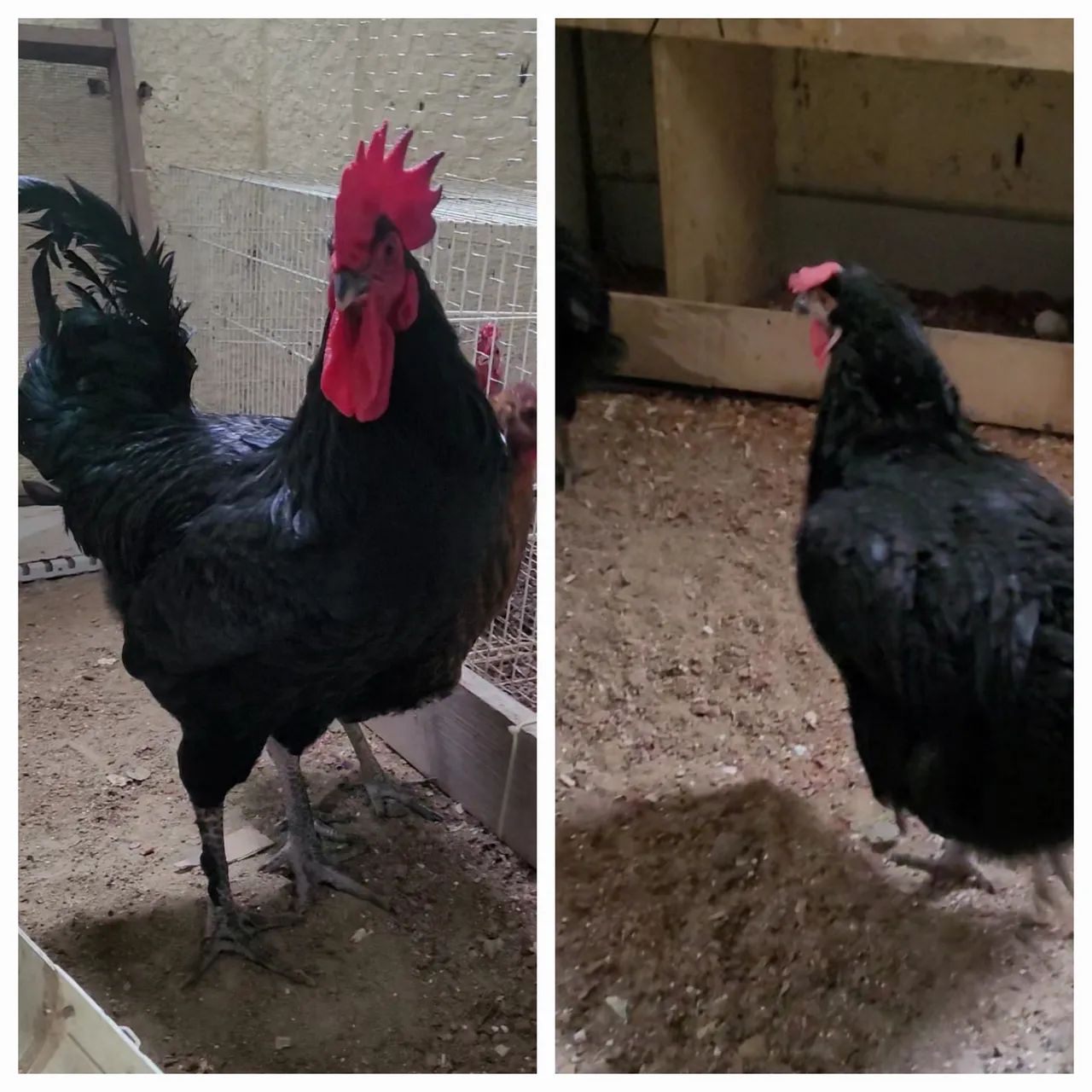 Frangos e frangas - Foto 2