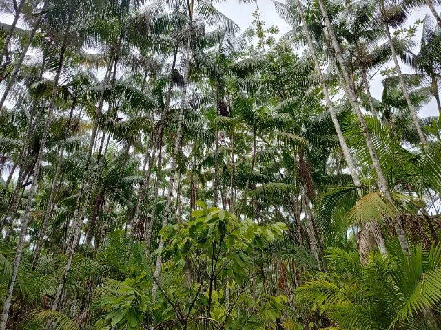 200 mil pés de açaí no Pará com porto pra balsa R$ 12 milhões de reais
