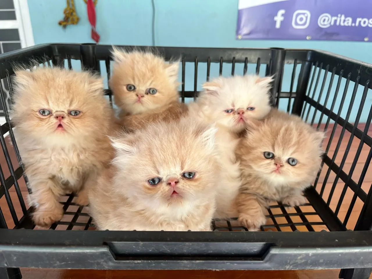 Persas diversas cores 