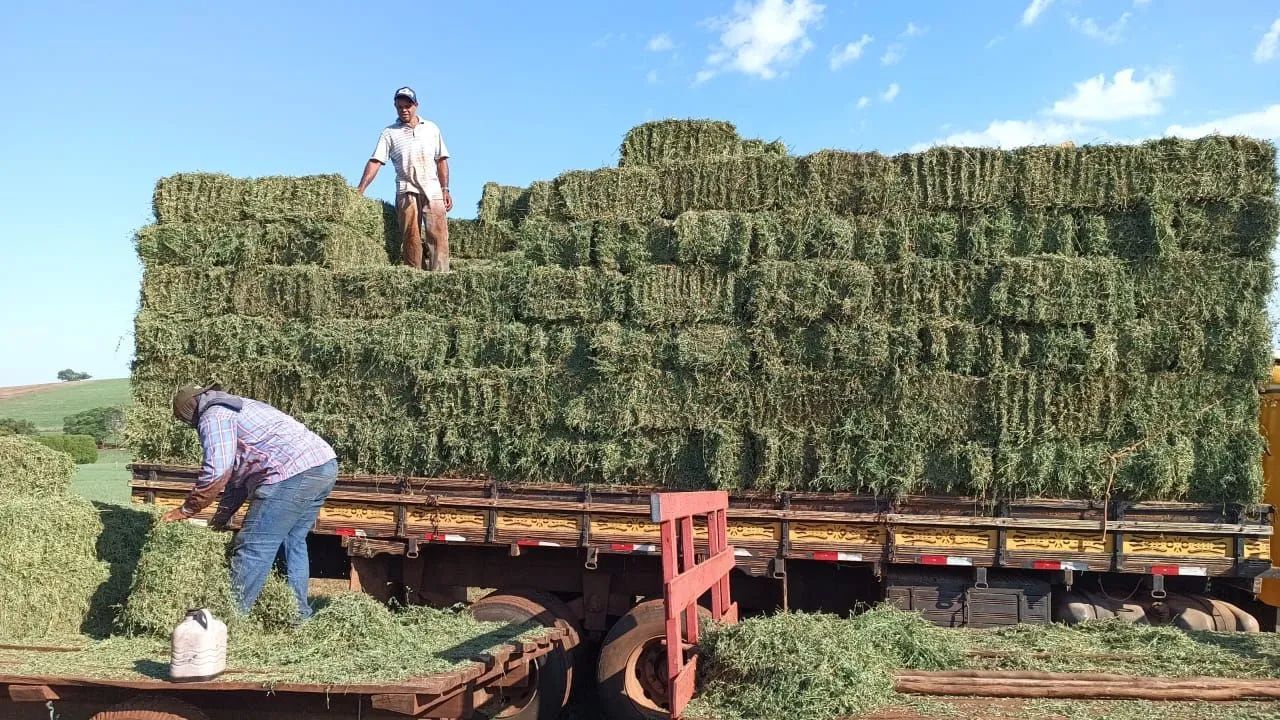 Alfafa fardo 17/20kg - Foto 3