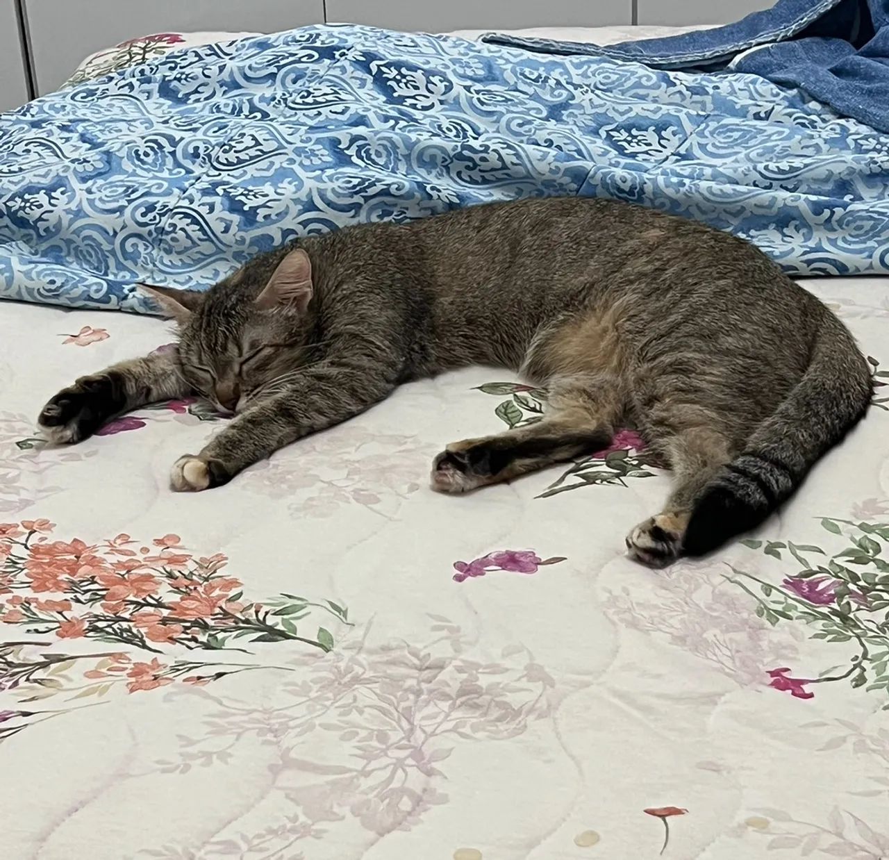 GATA fêmea castrada para adoção responsável  - Foto 3