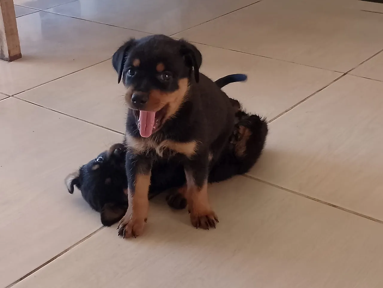 Filhote rottweiler